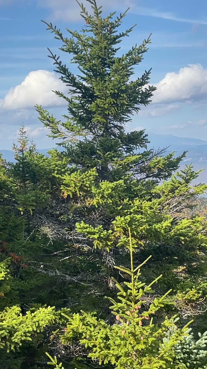 Mount Whiteface summit video poster